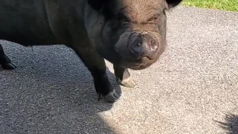 abba#gimme#snacks#mypetpig