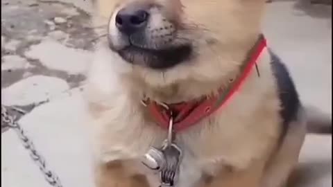 Cute Puppy Dancing, Cute Puppy's Dance