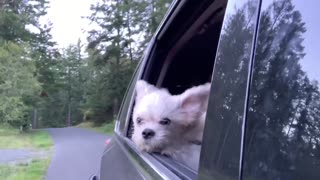 Tiny dog loves riding with head out window and ears blowing