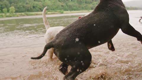 Two Dogs Playing In The River Water