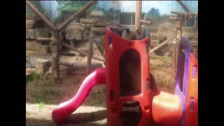 Roughhousing Pandas Topple Playset