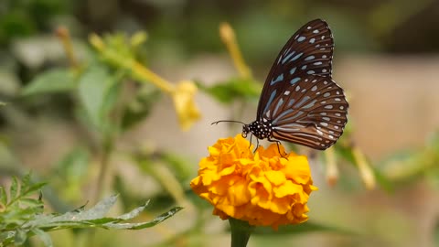 Butterflies Flying in Slow Motion HD - In a Butterfly Museum