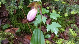 Lady Slipper