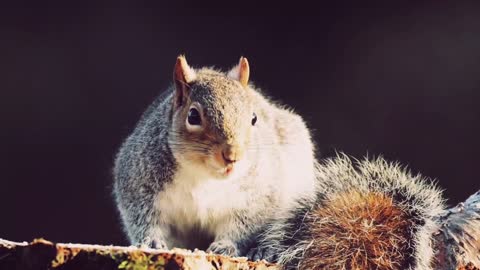 Hungry wild squirrel