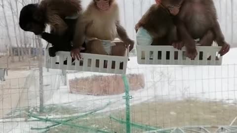 Four cute little monkeys playing