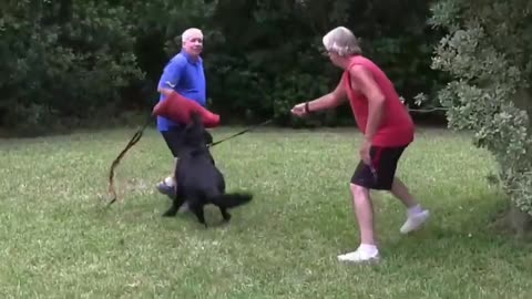 dog skills and training