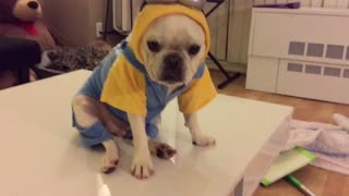 French Bulldog models 'Minions' costume