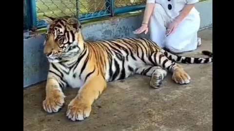 #Powerful tiger