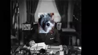 Truman's (Dog) Presidents' Day 2024 Birthday stream.