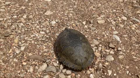 Turtle at the lake