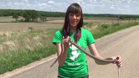 How to properly handle a non-venomous snake