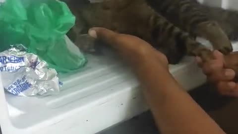 Cat Doesn't Want to Leave the Fridge