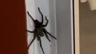 huge spider attacks another spider (tarantula) 🕷