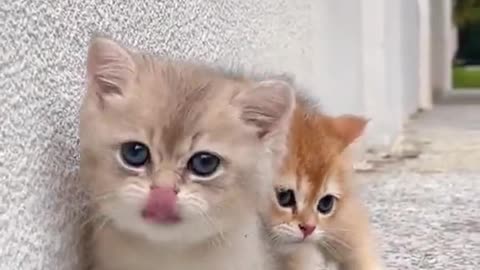Kitten lover
