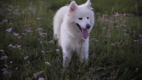 A white dog is playing