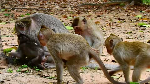 Funny Animal# monkey playing#61# love animals.