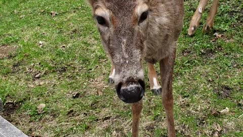 Rabbit scares away deer