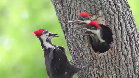 Pileated Woodpecker Chicks At the Nest