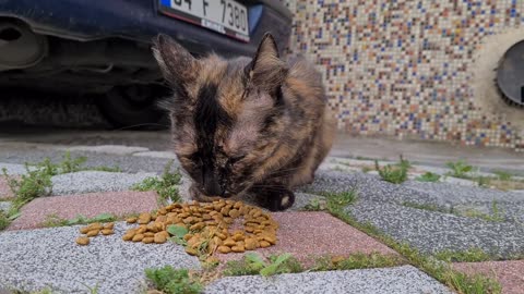 Mother cat leaves her kittens and wanders outside to find food