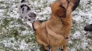 Blue heeler puppy plays with brown dog's tail on snow grass