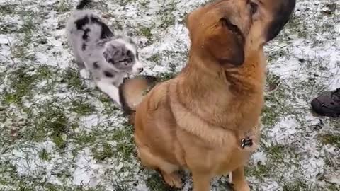Blue heeler puppy plays with brown dog's tail on snow grass