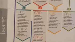 All about cannabinoids