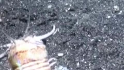 The Terrifying Bobbit Worm: Nature's Hidden Predator