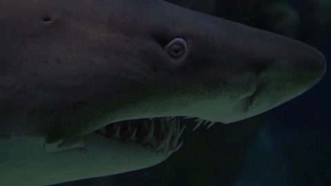 How many teeth does a shark have? Try counting!