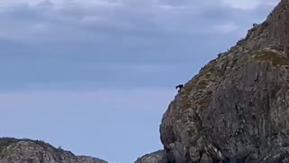 Moose's Massive Dive Off Cliff