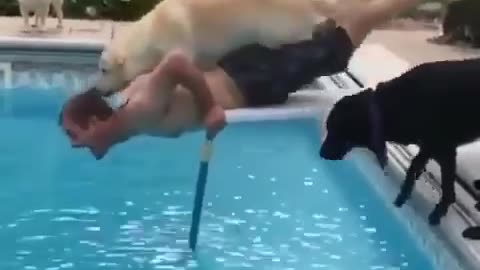 A dog jumps on top of the man on the trampoline and ends up knocking him into the pool