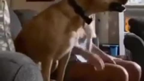Super Excited Dog cheering to Cristiano Ronaldo for his Football Goal