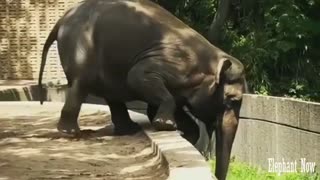 Elephant Trying To Bring Food Hard.