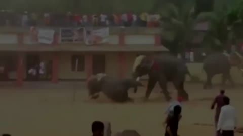 Fighting the elephant in public place,elephant