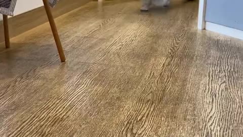 adorable dog funny videos