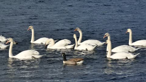 Mute Swan Family with Crossing the -2021