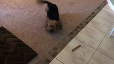 Yorkie goes absolutely bonkers over new bone