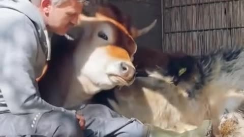 Caretaker hanging out with the cows at an animal sanctuary
