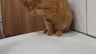 Cat playing with foam bubbles | Did he learn his lesson? no, he fell into the water afterwards...