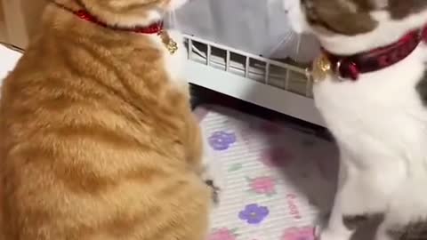 unreasonable fight..cute cat