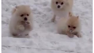 Pomeranian Puppies Playing in the Snow