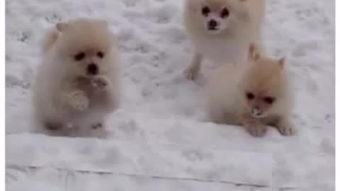 Pomeranian Puppies Playing in the Snow