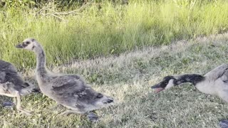 Playing with geese