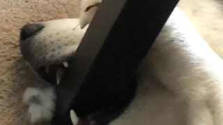 Silly husky decides to chew on table leg