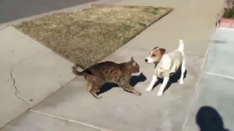 Funny Cat fight with Street Dog