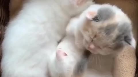 compilation of cute cat behavior🐱🐱