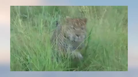 The Unexpected | Mother Leopard Fail To Save Her Baby