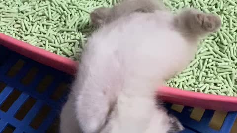 Kitten Fully Asleep in Awkward Position
