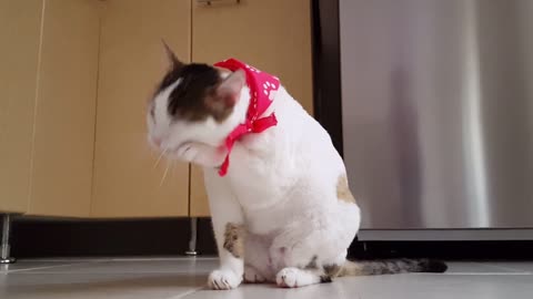 cute and funny cat is playing,