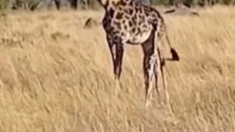 Lion gets kicked in chest by giraffe