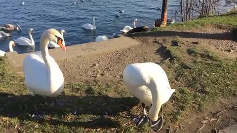Wonderful swans